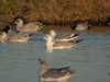 Caspian Gull at Paglesham Lagoon (Steve Arlow) (88900 bytes)